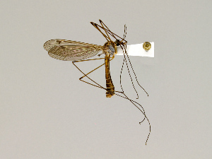  (Tipula atrisumma - CMNH543377)  @14 [ ] CreativeCommons - Attribution Non-Commercial Share-Alike (2010) Chen Young Carnegie Museum of Natural History