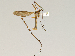  (Tipula paludosa - CMNH475093)  @14 [ ] CreativeCommons - Attribution Non-Commercial Share-Alike (2010) Chen Young Carnegie Museum of Natural History