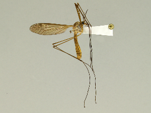  (Tipula rossmani - CMNH474988)  @14 [ ] CreativeCommons - Attribution Non-Commercial Share-Alike (2010) Chen Young Carnegie Museum of Natural History