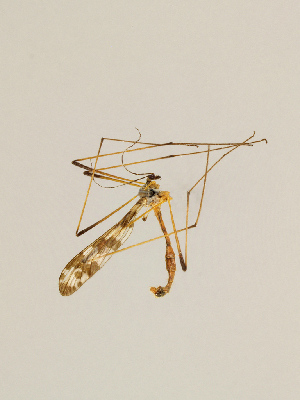  (Idioptera linnei - CMNH451502)  @11 [ ] CreativeCommons - Attribution Non-Commercial Share-Alike (2010) Chen Young Carnegie Museum of Natural History