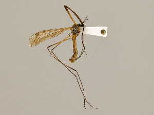  (Tipula subrecticornis - CMNH454323)  @13 [ ] CreativeCommons - Attribution Non-Commercial Share-Alike (2010) Chen Young Carnegie Museum of Natural History
