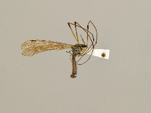  (Tipula excellsa - CMNH454966)  @13 [ ] CreativeCommons - Attribution Non-Commercial Share-Alike (2010) Chen Young Carnegie Museum of Natural History