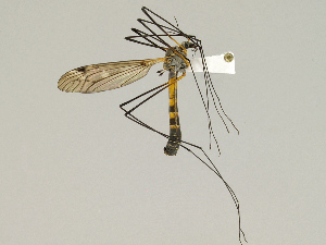  (Tipula vermiculata - CMNH475300)  @14 [ ] CreativeCommons - Attribution Non-Commercial Share-Alike (2010) Chen Young Carnegie Museum of Natural History