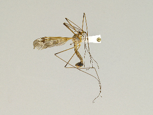  (Tipula unca amurensis - CMNH475308)  @13 [ ] CreativeCommons - Attribution Non-Commercial Share-Alike (2010) Chen Young Carnegie Museum of Natural History