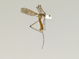  (Tipula adusta lucistriata - CMNH543129)  @13 [ ] CreativeCommons - Attribution Non-Commercial Share-Alike (2010) Chen Young Carnegie Museum of Natural History