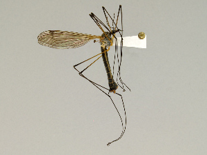  (Tipula pruinosa - CMNH543147)  @13 [ ] CreativeCommons - Attribution Non-Commercial Share-Alike (2010) Chen Young Carnegie Museum of Natural History
