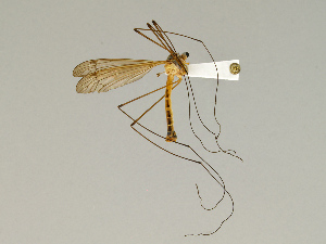  (Tipula quadrivittata subsulphurea - CMNH543161)  @13 [ ] CreativeCommons - Attribution Non-Commercial Share-Alike (2010) Chen Young Carnegie Museum of Natural History