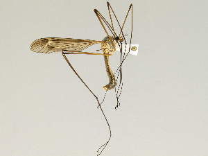  (Tipula subprotrusa - CMNH543166)  @13 [ ] CreativeCommons - Attribution Non-Commercial Share-Alike (2010) Chen Young Carnegie Museum of Natural History