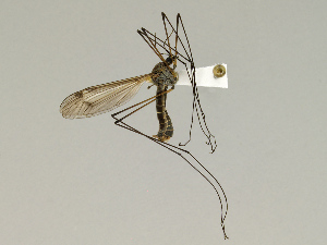  (Tipula pierrei - CMNH543177)  @14 [ ] CreativeCommons - Attribution Non-Commercial Share-Alike (2010) Chen Young Carnegie Museum of Natural History