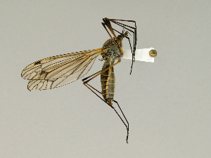  (Tipula caliginosa - CMNH543200)  @14 [ ] CreativeCommons - Attribution Non-Commercial Share-Alike (2010) Chen Young Carnegie Museum of Natural History
