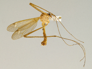  (Tipula duplex - CMNH475173)  @13 [ ] CreativeCommons - Attribution Non-Commercial Share-Alike (2010) Chen Young Carnegie Museum of Natural History