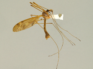  (Tipula ultima - CMNH300951)  @14 [ ] CreativeCommons - Attribution Non-Commercial Share-Alike (2010) Chen Young Carnegie Museum of Natural History