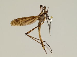  (Hexatoma barchycera - CMNH353434)  @14 [ ] CreativeCommons - Attribution Non-Commercial No Derivatives (2010) Chen Young Carnegie Museum