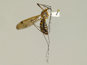  (Tipula collaris - CMNH475020)  @14 [ ] CreativeCommons - Attribution Non-Commercial Share-Alike (2010) Chen Young Carnegie Museum of Natural History