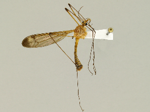  (Tipula apicalis - CMNH475037)  @13 [ ] CreativeCommons - Attribution Non-Commercial Share-Alike (2010) Chen Young Carnegie Museum of Natural History