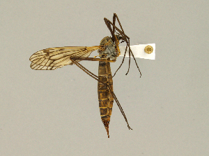  (Tipula varipennis - CMNH544345)  @13 [ ] CreativeCommons - Attribution Non-Commercial No Derivatives (2010) Chen Young Carnegie Museum