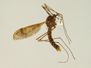  (Tipula imperfecta - CMNH475083)  @11 [ ] CreativeCommons - Attribution Non-Commercial Share-Alike (2010) Chen Young Carnegie Museum of Natural History