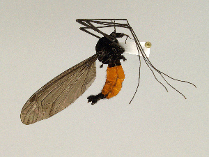  (Tipula argentea - CMNH475139)  @13 [ ] CreativeCommons - Attribution Non-Commercial Share-Alike (2010) Chen Young Carnegie Museum of Natural History