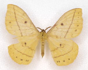  (Tagoropsiella ikondae nyikensis - BC-JJ2826-H09)  @11 [ ] Copyright (2010) Jo Joannou Research Collection of Jo Joannou