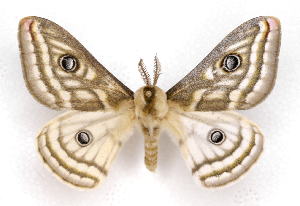 ( - BC-JJ2826-H11)  @11 [ ] Copyright (2010) Jo Joannou Research Collection of Jo Joannou