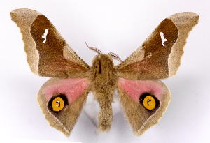  ( - BC-JJ2827-D10)  @11 [ ] Copyright (2010) Jo Joannou Research Collection of Jo Joannou