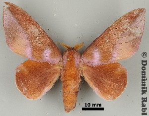  ( - DRSALG_032)  @14 [ ] Copyright (2017) Dominik Rabl University of Vienna, Division of Tropical Ecology and Animal Biodiversity