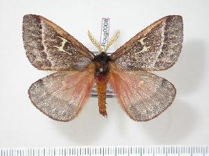  (Hispaniodirphia lemaireiana - BC-Roug0008)  @14 [ ] Copyright (2010) Rodolphe Rougerie Research Collection of Rodolphe Rougerie