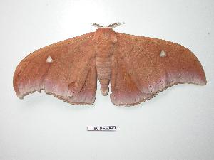  ( - BC-Roug0089)  @13 [ ] Copyright (2010) Rodolphe Rougerie Research Collection of Rodolphe Rougerie