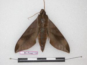  ( - BC-Roug1132)  @13 [ ] Copyright (2010) Jean Haxaire Research Collection of Jean Haxaire