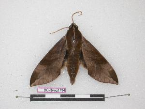  ( - BC-Roug1134)  @13 [ ] Copyright (2010) Jean Haxaire Research Collection of Jean Haxaire
