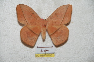  (Lonomia peggyae - BC-RBP 5750)  @14 [ ] Copyright (2010) Ron Brechlin Research Collection of Ron Brechlin