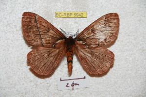  (Pseudodirphia pascola - BC-RBP 5942)  @14 [ ] Copyright (2010) Ron Brechlin Research Collection of Ron Brechlin