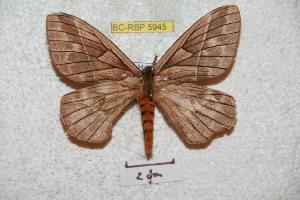  (Pseudodirphia agidiosiana - BC-RBP 5945)  @13 [ ] Copyright (2010) Ron Brechlin Research Collection of Ron Brechlin