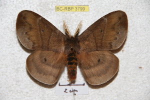  (Periphoba pascoensis - BC-RBP 3799)  @14 [ ] Copyright (2010) Ron Brechlin Research Collection of Ron Brechlin