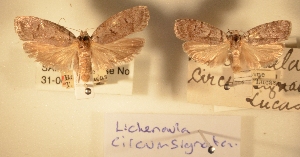  (Lichenaula circumsignata - 31-000606(a))  @11 [ ] Copyright (2011) South Australian Museum South Australian Museum