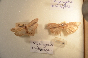  (Xylorycta corticana - 31-000653(b))  @11 [ ] Copyright (2011) South Australian Museum South Australian Museum