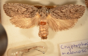  (Cryptophasa melanoscia - 31-000578)  @11 [ ] Copyright (2011) South Australian Museum South Australian Museum