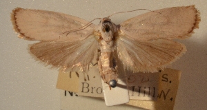  (Xylorycta amaloptis - 31-000646)  @11 [ ] Copyright (2011) South Australian Museum South Australian Museum