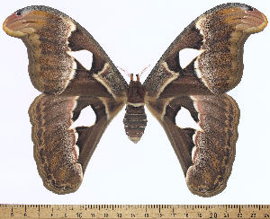  ( - BC-ULP0669)  @11 [ ] CC-By (2025) Ulrich Paukstadt Research collection of Ulrich Paukstadt