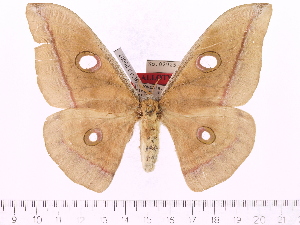  (Antheraea ranakaensis - BC-ULP0007)  @14 [ ] Copyright (2010) Ulrich Paukstadt Research Collection of Ulrich and Laela Paukstadt