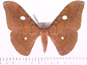  (Antheraea sumatrana - BC-ULP0038)  @15 [ ] Copyright (2010) Ulrich Paukstadt Research Collection of Ulrich and Laela Paukstadt