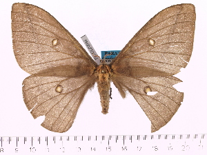  (Neodiphthera aruensis - BC-ULP0046)  @14 [ ] Copyright (2010) Ulrich Paukstadt Research Collection of Ulrich and Laela H. Paukstadt