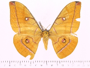  (Antheraea imperator - BC-ULP0090)  @15 [ ] Copyright (2010) Ulrich Paukstadt Research Collection of Ulrich and Laela Paukstadt
