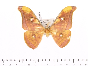  (Antheraea ranongensis - BC-ULP0171)  @11 [ ] Copyright (2010) Ulrich Paukstadt Research Collection of Ulrich and Laela Paukstadt