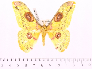  ( - BC-ULP0274)  @12 [ ] Copyright (2010) Ulrich Paukstadt Research Collection of Ulrich and Laela H. Paukstadt