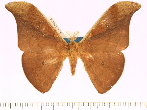  (Antheraea kageri - BC-ULP0458)  @15 [ ] Copyright (2010) Ulrich Paukstadt Research Collection of Ulrich and Laela H. Paukstadt