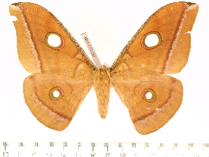  (Antheraea semperi mandalaganensis - BC-ULP0488)  @14 [ ] Copyright (2010) Ulrich Paukstadt Research Collection of Ulrich and Laela H. Paukstadt