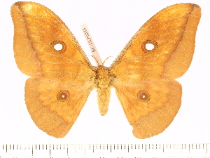  (Antheraea mentawai - BC-ULP0555)  @11 [ ] Copyright (2010) Ulrich Paukstadt Research Collection of Ulrich and Laela H. Paukstadt