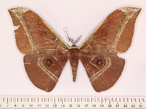  (Antheraea paniki - BC-ULP0599)  @15 [ ] Copyright (2010) Ulrich Paukstadt Research Collection of Ulrich and Laela H. Paukstadt