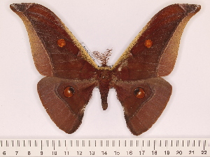  (Antheraea youngi - BC-ULP0612)  @15 [ ] Copyright (2010) Ulrich Paukstadt Research Collection of Ulrich and Laela H. Paukstadt